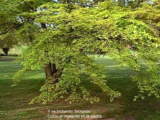 Y va brotando, brotando Como el musguito en la piedra 