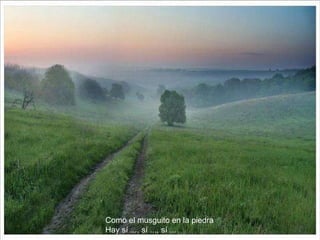 Como el musguito en la piedra Hay sí ..., sí ..., sí ... 
