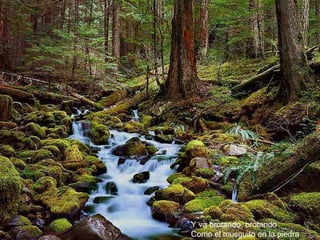 Y va brotando, brotando Como el musguito en la piedra 