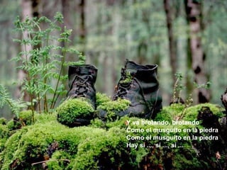 Y va brotando, brotando Como el musguito en la piedra Como el musguito en la piedra Hay sí ..., sí ..., sí ... 