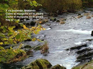 Y va brotando, brotando Como el musguito en la piedra Como el musguito en la piedra Hay sí ..., sí ..., sí ... 