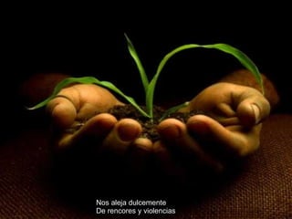 Nos aleja dulcemente De rencores y violencias 