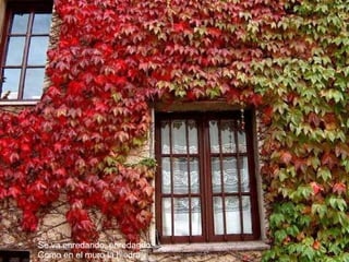 Se va enredando, enredando Como en el muro la hiedra 
