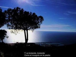 Y va brotando, brotando Como el musguito en la piedra 