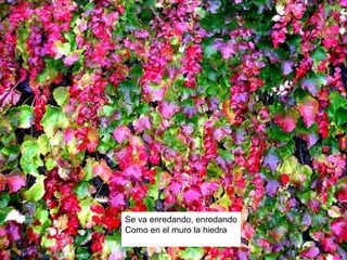 Se va enredando, enredando
Como en el muro la hiedra
 