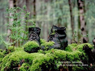 Y va brotando, brotando
Como el musguito en la piedra
 