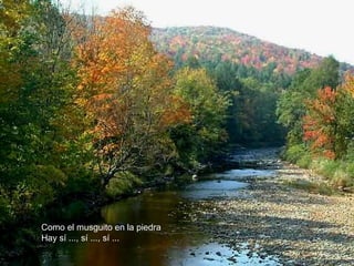 Como el musguito en la piedra
Hay sí ..., sí ..., sí ...
 
