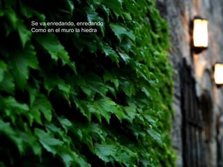 Se va enredando, enredando
Como en el muro la hiedra
 