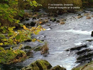 Y va brotando, brotando
Como el musguito en la piedra
 