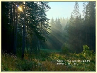 Como el musguito en la piedra
Hay sí ..., sí ..., sí ...
 