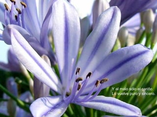 Y al malo sólo el cariño
Lo vuelve puro y sincero.
 