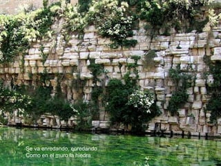 Se va enredando, enredando
Como en el muro la hiedra
 