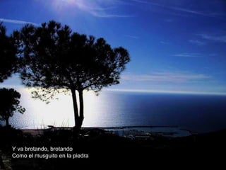Y va brotando, brotando
Como el musguito en la piedra
 