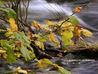 Como el musguito en la piedra
Hay sí ..., sí ..., sí ...
 