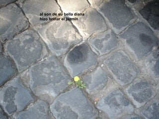 al son de su bella diana
hizo brotar el jazmín
 