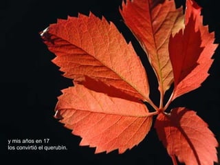 y mis años en 17
los convirtió el querubín.
 