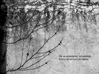 Se va enredando, enredando
Como en el muro la hiedra
 