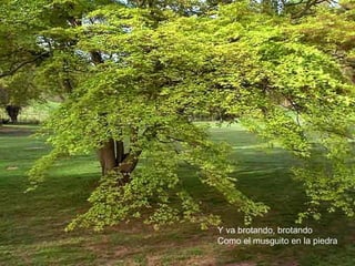 Y va brotando, brotando
Como el musguito en la piedra
 