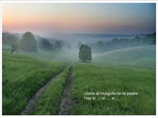 Como el musguito en la piedra
Hay sí ..., sí ..., sí ...
 