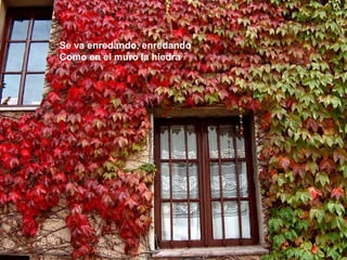 Se va enredando, enredando
Como en el muro la hiedra
 