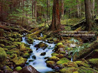 Y va brotando, brotando
Como el musguito en la piedra
 