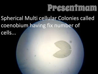 Spherical Multi cellular Colonies called
coenobium having fix number of
cells... Volvox

 