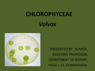 CHLOROPHYCEAE
Volvox
PRESENTED BY : SUMITA,
ASSISTANT PROFESSOR,
DEPARTMENT OF BOTANY,
PGGC – 11, CHANDIGARH.
 
