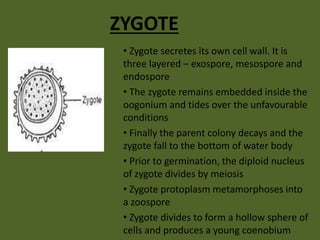 ZYGOTE
• Zygote secretes its own cell wall. It is
three layered – exospore, mesospore and
endospore
• The zygote remains embedded inside the
oogonium and tides over the unfavourable
conditions
• Finally the parent colony decays and the
zygote fall to the bottom of water body
• Prior to germination, the diploid nucleus
of zygote divides by meiosis
• Zygote protoplasm metamorphoses into
a zoospore
• Zygote divides to form a hollow sphere of
cells and produces a young coenobium
 