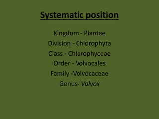Systematic position
Kingdom - Plantae
Division - Chlorophyta
Class - Chlorophyceae
Order - Volvocales
Family -Volvocaceae
Genus- Volvox
 