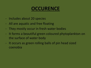 OCCURENCE
- Includes about 20 species
- All are aquatic and free floating
- They mostly occur in fresh water bodies
- It forms a beautiful green coloured phytoplankton on
the surface of water body
- It occurs as green rolling balls of pin head sized
coenobia
 