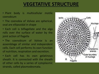 VEGETATIVE STRUCTURE
• Plant body is multicellular motile
coenobium
• The coenobia of Volvox are spherical,
oval are ellipsoidal in shape
• Each cell is biflagellate and the alga
rolls over the surface of water by the
joint action of flagella
• The coenobium of Volvox is an
assemblage of similar and independent
cells. Each cell performs its own function
of nutrition, respiration and excretion.
• Each cell has its own gelatinous
sheath. It is connected with the sheath
of other cells by a series of cytoplasmic
strands, called plasmodesmata.
 