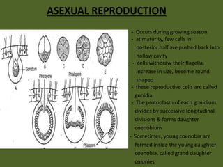 ASEXUAL REPRODUCTION
- Occurs during growing season
- at maturity, few cells in
posterior half are pushed back into
hollow cavity
- cells withdraw their flagella,
increase in size, become round
shaped
- these reproductive cells are called
gonidia
- The protoplasm of each gonidium
divides by successive longitudinal
divisions & forms daughter
coenobium
- Sometimes, young coenobia are
formed inside the young daughter
coenobia, called grand daughter
colonies
 