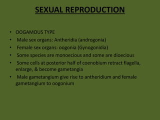 SEXUAL REPRODUCTION
• OOGAMOUS TYPE
• Male sex organs: Antheridia (androgonia)
• Female sex organs: oogonia (Gynogonidia)
• Some species are monoecious and some are dioecious
• Some cells at posterior half of coenobium retract flagella,
enlarge, & become gametangia
• Male gametangium give rise to antheridium and female
gametangium to oogonium
 