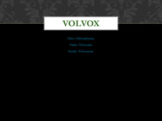 Class- Chlorophyceae
Order- Volvocales
Family- Volvocaceae
VOLVOX
 