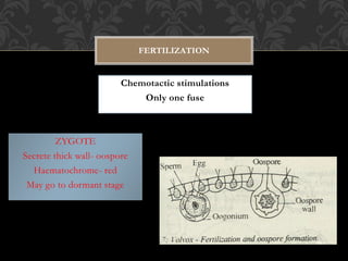 Chemotactic stimulations
Only one fuse
ZYGOTE
Secrete thick wall- oospore
Haematochrome- red
May go to dormant stage
FERTILIZATION
 