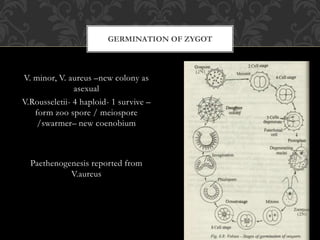 V. minor, V. aureus –new colony as
asexual
V.Rousseletii- 4 haploid- 1 survive –
form zoo spore / meiospore
/swarmer– new coenobium
Paethenogenesis reported from
V.aureus
GERMINATION OF ZYGOT
 