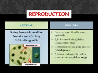 During favourable condition
Posterior end of colony
2- 20 cells - gonidia
 Lack eye spot, flegella, more
pyrinoids
 2,4- 8- curved plate(plakea
stage)/octant stage
 Central hollow and pore anterior
(Phialopore)
 Anterior end towards hollow
space- cruciate plakea stage
ASEXUAL GONIDIA
REPRODUCTION
 