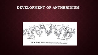 DEVELOPMENT OF ANTHERIDIUM
 