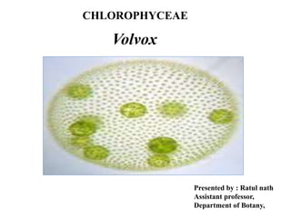 CHLOROPHYCEAE
Volvox
Presented by : Ratul nath
Assistant professor,
Department of Botany,
 