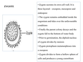 ZYGOTE
• Zygote secretes its own cell wall. It is
three layered – exospore, mesospore and
endospore
• The zygote remains embedded inside the
oogonium and tides over the unfavourable
conditions
• Finally the parent colony decays and the
zygote fall to the bottom of water body
• Prior to germination, the diploid nucleus
of zygote divides by meiosis
• Zygote protoplasm metamorphoses into
a zoospore
• Zygote divides to form a hollow sphere of
cells and produces a young coenobium
 