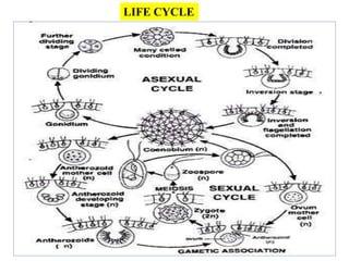 LIFE CYCLE
 