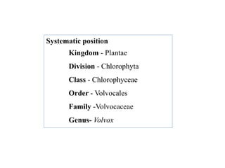 Systematic position
Kingdom - Plantae
Division - Chlorophyta
Class - Chlorophyceae
Order - Volvocales
Family -Volvocaceae
Genus- Volvox
 