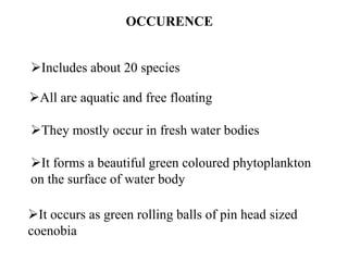 OCCURENCE
Includes about 20 species
All are aquatic and free floating
They mostly occur in fresh water bodies
It forms a beautiful green coloured phytoplankton
on the surface of water body
It occurs as green rolling balls of pin head sized
coenobia
 