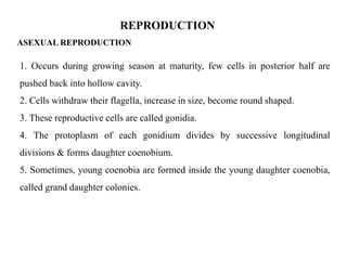 REPRODUCTION
ASEXUAL REPRODUCTION
1. Occurs during growing season at maturity, few cells in posterior half are
pushed back into hollow cavity.
2. Cells withdraw their flagella, increase in size, become round shaped.
3. These reproductive cells are called gonidia.
4. The protoplasm of each gonidium divides by successive longitudinal
divisions & forms daughter coenobium.
5. Sometimes, young coenobia are formed inside the young daughter coenobia,
called grand daughter colonies.
 