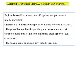 ANTHERIDIA (ANDROGONIDIA) and OOGONIA (GYNOGONIDIA
Each antherozoid is uninucleate, biflagellate and possesses a
small chloroplast.
• The mass of antherozoids (spermatozoids) is released at maturity.
• The protoplasm of female gametangium does not divide, but
metamorphosed into single, non flagellated green spherical egg
or oosphere.
• The female gametangium is now called oogonium.
 