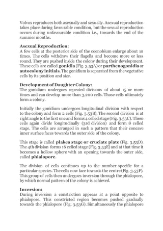 Volvox reproducesboth asexually and sexually. Asexual reproduction
takes place during favourable condition, but the sexual reproduction
occurs during unfavourable condition i.e., towards the end of the
summer months.
Asexual Reproduction:
A few cells at the posterior side of the coenobium enlarge about 10
times. The cells withdraw their flagella and become more or less
round. They are pushed inside the colony during their development.
These cells are called gonidia(Fig. 3.53A) or parthenogonidiaor
autocolony initials. Thegonidium is separated from thevegetative
cells by its position and size.
Development of Daughter Colony:
The gonidium undergoes repeated divisions of about 15 or more
times and can develop more than 3,200 cells. Those cells ultimately
form a colony.
Initially the gonidium undergoes longitudinal division with respect
to the colony and form 2 cells (Fig. 3.53B), The second division is at
right angletothefirst oneand forms4 celled stage(Fig. 3.53C). These
ceils again divide longitudinally (3rd division) and form 8 celled
stage. The cells are arranged in such a pattern that their concave
inner surface faces towards the outer side of the colony.
This stage is called plakea stage or cruciate plate (Fig. 3.53D).
The 4th division forms 16 celled stage (Fig. 3.53E) and at that time it
becomes a hollow sphere with an opening towards the outer side,
called phialopore.
The division of cells continues up to the number specific for a
particular species. Thecells now face towards the centre(Fig. 3.53F).
This group of cells then undergoes inversion through thephialopore,
by which normal pattern of the colony is achieved.
Inversion:
During inversion a constriction appears at a point opposite to
phialopore. This constricted region becomes pushed gradually
towards the phialopore (Fig. 3.53G). Simultaneously the phialopore
 