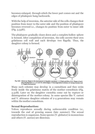 becomes enlarged, through which the lower part comes out and the
edges of phialopore hang backwards.
With the help of inversion, the anterior side of thecells changes their
position from inner to the outer side and the position of phialopore
becomes reversed i.e., changes its position from outer to inner side
(Fig. 3.53H).
The phialopore gradually closes down and a completehollow sphere
is formed. After completion of inversion, the cells secrete their own
gelatinous cell wall and each develops two flagella. Thus, the
daughter colony is formed.
Many such colonies may develop in a coenobium and they swim
freely inside the gelatinous matrix of the mother coenobium (Fig.
3.52B). Later on the daughter coenobia come out by rupture or
disintegration of the mother colony. In some species like V. carteri
and V. africanus daughter colonies of 2-4 generations may remain
within the mother coenobium.
Sexual Reproduction:
Volvox reproduces sexually during unfavourable condition i.e.,
towards the end of growing season (late summer). The sexual
reproduction is oogamous. Somespecies (V. globator) is monoecious
and others (V. aureus) are dioecious.
 