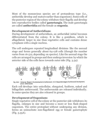 Most of the monoecious species are of protandrous type (i.e.,
antheridia develop and matureearlier than oogonium). Somecells of
theposterior regionof thecolony withdraw their flagella and develop
into reproductive bodies called gametangia. The male gametangia
are called antheridiaand the female as oogonia.
Development of Antheridium:
During development of antheridium, an antheridial initial becomes
differentiated from the colony. It is like a gonidium, which is
aflagellated, larger in size than vegetative cells and contains dense
cytoplasm with a single nucleus.
The cell undergoes repeated longitudinal divisions like the asexual
stage and forms generally about 64-128 cells (though the number
varies from 16-512, depending on species). Like the asexual stage the
cells are arranged in groupsand then undergoinversion bywhich the
anterior side of the cells faces towards outer side (Fig. 3.54).
Each cell develops into unicellular, elongated, fusiform, naked and
biflagellate antherozoid. The antherozoids are released individually.
In some species they are also released in groups.
Development of Oogonium:
Single vegetative cell of thecolony at the posterior side withdraws its
flagella, enlarges in size and become a more or less flask-shaped
oogonium. The entire protoplast without undergoing any division,
forms an uninucleate non-flagellated egg or female gametophyte
(Fig. 3.55A).
 