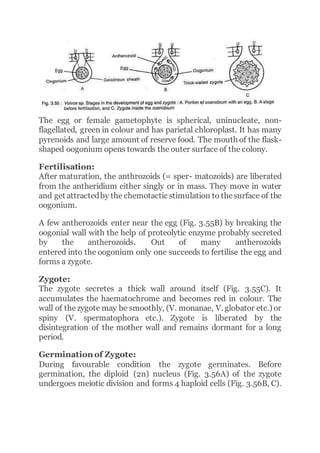 The egg or female gametophyte is spherical, uninucleate, non-
flagellated, green in colour and has parietal chloroplast. It has many
pyrenoids and large amount of reserve food. The mouth of the flask-
shaped oogonium opens towards the outer surface of the colony.
Fertilisation:
After maturation, the anthrozoids (= sper- matozoids) are liberated
from the antheridium either singly or in mass. They move in water
and get attractedby the chemotactic stimulation to thesurface of the
oogonium.
A few antherozoids enter near the egg (Fig. 3.55B) by breaking the
oogonial wall with the help of proteolytic enzyme probably secreted
by the antherozoids. Out of many antherozoids
entered into the oogonium only one succeeds to fertilise the egg and
forms a zygote.
Zygote:
The zygote secretes a thick wall around itself (Fig. 3.55C). It
accumulates the haematochrome and becomes red in colour. The
wall of thezygote may be smoothly, (V. monanae, V. globator etc.) or
spiny (V. spermatophora etc.). Zygote is liberated by the
disintegration of the mother wall and remains dormant for a long
period.
Germination of Zygote:
During favourable condition the zygote germinates. Before
germination, the diploid (2n) nucleus (Fig. 3.56A) of the zygote
undergoes meiotic division and forms 4 haploid cells (Fig. 3.56B, C).
 