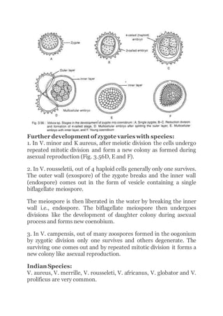 Further development of zygote varies with species:
1. In V. minor and K aureus, after meiotic division the cells undergo
repeated mitotic division and form a new colony as formed during
asexual reproduction (Fig. 3.56D, E and F).
2. In V. rousseletii, out of 4 haploid cells generally only one survives.
The outer wall (exospore) of the zygote breaks and the inner wall
(endospore) comes out in the form of vesicle containing a single
biflagellate meiospore.
The meiospore is then liberated in the water by breaking the inner
wall i.e., endospore. The biflagellate meiospore then undergoes
divisions like the development of daughter colony during asexual
process and forms new coenobium.
3. In V. campensis, out of many zoospores formed in the oogonium
by zygotic division only one survives and others degenerate. The
surviving one comes out and by repeated mitotic division it forms a
new colony like asexual reproduction.
Indian Species:
V. aureus, V. merrille, V. rousseleti, V. africanus, V. globator and V.
prolificus are very common.
 